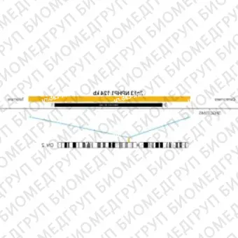 ДЛЯ КЛИЕНТОВ ЗА ПРЕДЕЛАМИ США. SureFISH 2q13 NPHP1 124kb P20 RD