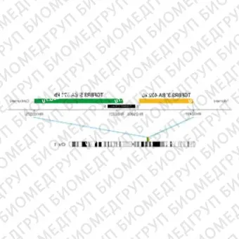 ДЛЯ КЛИЕНТОВ ЗА ПРЕДЕЛАМИ США. SureFISH 1p22.1 TGFBR3 3 BA 402kb P20 RD