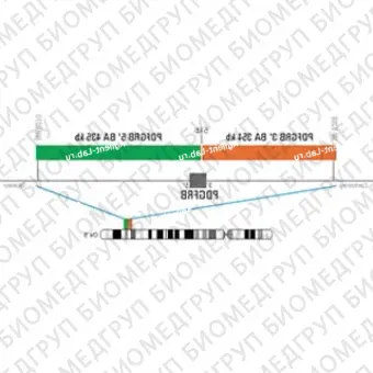 ДЛЯ КЛИЕНТОВ ЗА ПРЕДЕЛАМИ США. SureFISH 5q32 PDGFRB 3146 BA 354kb P20 RD