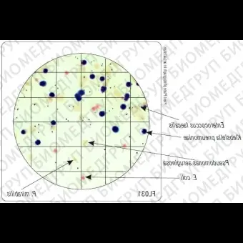 Бакпечатки HiTouch для дифференциации шести микроорганизмов 50 чашек d 55 мм ФСЗ 2009/03706