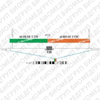 ДЛЯ КЛИЕНТОВ из США. SureFISH RET BA P20. RET, Break Apart, 20 тестов, Cy3FITC, концентрат, ручное использование