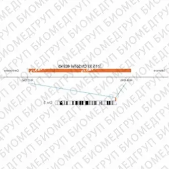 ДЛЯ КЛИЕНТОВ ЗА ПРЕДЕЛАМИ США. SureFISH 5p15.33 Chr5pTel 403kb P20 RD