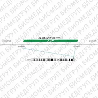 ДЛЯ КЛИЕНТОВ ЗА ПРЕДЕЛАМИ США. SureFISH 7p22.3 Chr7pTel 426kb P20 GR