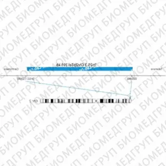 ДЛЯ КЛИЕНТОВ ЗА ПРЕДЕЛАМИ США. SureFISH 2p25.3 Chr2pTel 391kb P20 BL