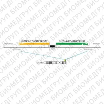 ДЛЯ КЛИЕНТОВ ЗА ПРЕДЕЛАМИ США. SureFISH 17p13.2 USP6 3 BA 385kb P20 RD