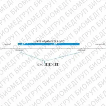 ДЛЯ КЛИЕНТОВ ЗА ПРЕДЕЛАМИ США. SureFISH 20q13.33 Chr20qTel 379kb P20 BL