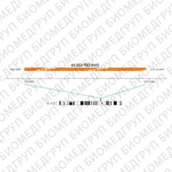 ДЛЯ КЛИЕНТОВ ЗА ПРЕДЕЛАМИ США. SureFISH Chr8 CEP 635kb P20 RD