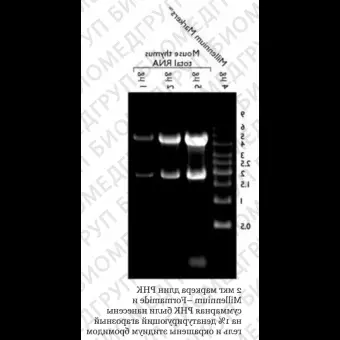 Маркер длин РНК, Millennium Formamide, 10 фрагментов от 500 до 9000 п.н., 1 мг/мл, Thermo FS, AM7151, 50 мкг