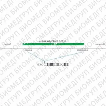 ДЛЯ КЛИЕНТОВ ЗА ПРЕДЕЛАМИ США. SureFISH 17q25.3 Chr17qTel 405kb P20 GR