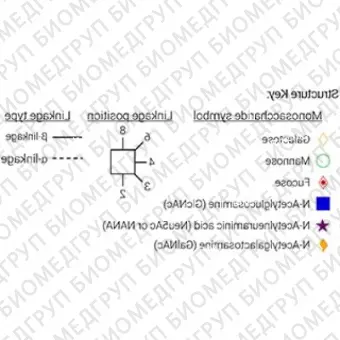 Стандарт Nгликанов AdvanceBio InstantAB A3 ранее ProZyme