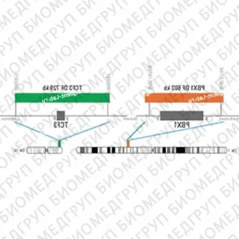 ДЛЯ КЛИЕНТОВ ЗА ПРЕДЕЛАМИ США. SureFISH 19p13.3 TCF3 DF 729kb P20 GR