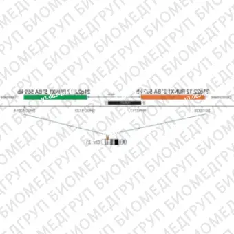 ДЛЯ КЛИЕНТОВ из США. SureFISH 21q22.12 RUNX1 3146 BA 563 КБ P20 RD. RUNX1, Break Apart, 20 тестов, Cy3, концентрат, ручное использование