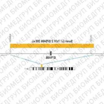 ДЛЯ КЛИЕНТОВ ЗА ПРЕДЕЛАМИ США. SureFISH 7q31.2 D7S486 200kb P20 RD