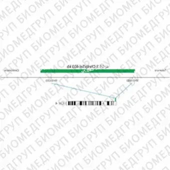 ДЛЯ КЛИЕНТОВ из США. SureFISH 4p16.3 Chr4pTel 403кб P20 ГР. Теломер Chr4p, Номер копии, 20 тестов, FITC, Концентрат, Ручное использование