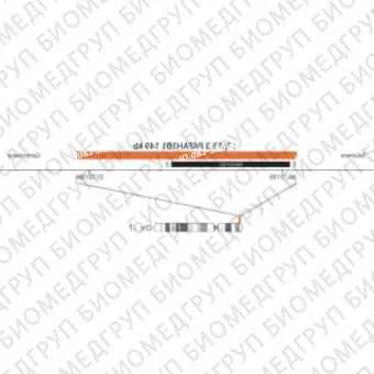 ДЛЯ КЛИЕНТОВ ЗА ПРЕДЕЛАМИ США. SureFISH 17p13.3 PAFAH1B1 DF 149kb P20 RD