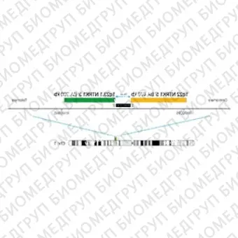 ДЛЯ КЛИЕНТОВ из США. SureFISH 1q22 NTRK1 5 BA 478kb P20 GR. NTRK1, Break Apart, 20 тестов, FITC, Концентрат, Ручное использование