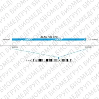 ДЛЯ КЛИЕНТОВ ЗА ПРЕДЕЛАМИ США. SureFISH Chr8 CEP 635kb P20 BL