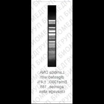 Эндонуклеаза рестрикции Bme1390I ScrFI, 10 е.а./мкл, Fermentas, Thermo FS, ER1422, 2500 е.а.