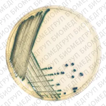 Агар хромогенный для обнаружения и подсчета колоний уропатогенных бактерий прозрачный агар UTI прозрачный