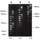 Агароза, низкий EEO, LM Sieve, легкоплавкая, Genetic Quality Tested, Импорт, 1924.0250, 250 г
