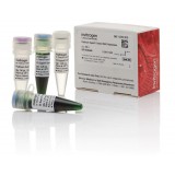 ДНК-полимераза Platinum SuperFi Green DNA Polymerase, Thermo FS, 12357250, 5х500 единиц