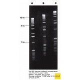 Агароза, низкий EEO, LM, легкоплавкая, Genetic Quality Tested, Импорт, 1925.0250, 250 г