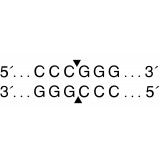 Эндонуклеаза рестрикции SmaI, 20 000 ед/мл, New England Biolabs, R0141 L, 10 000 единиц