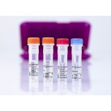 Набор реагентов bactotype® Mastitis Env для обнаружения и типирования бактериальных маститов методом Real-Time PCR(96 реакций)